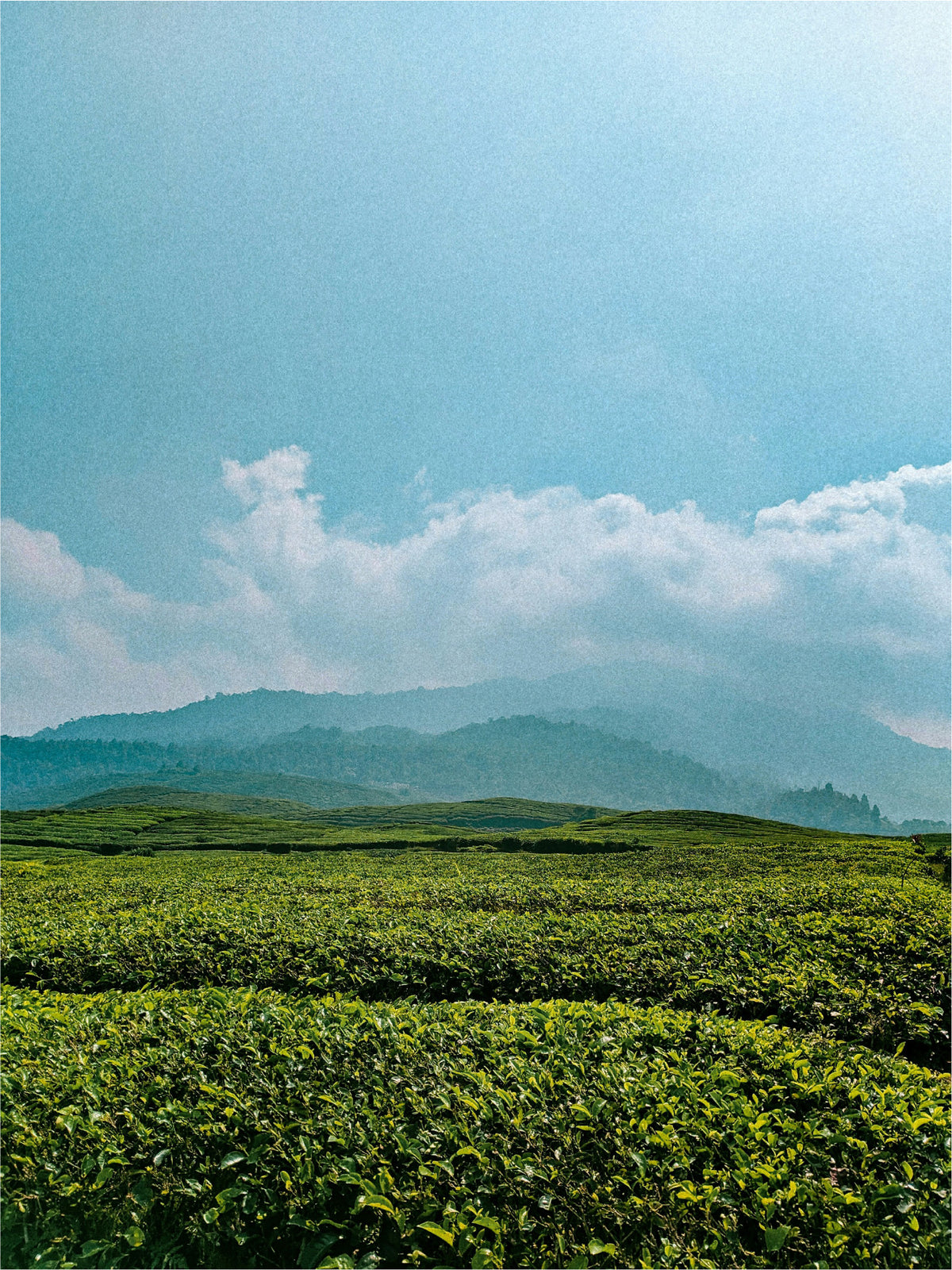 landscape photo of rolling hills covered in tea plants, blue sky and white clouds, has a cinematic film feel