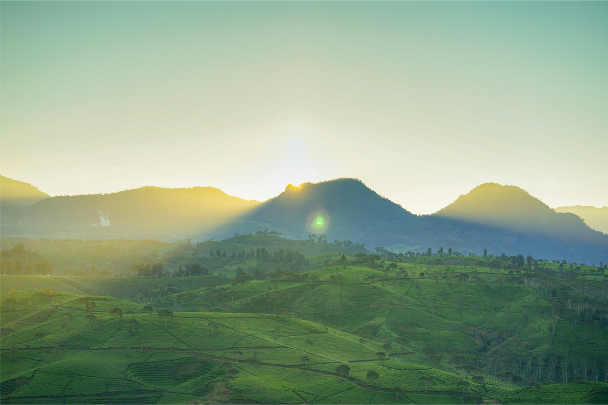 Distant landscape photo of tea fields and hills with sun casting a golden glow behind